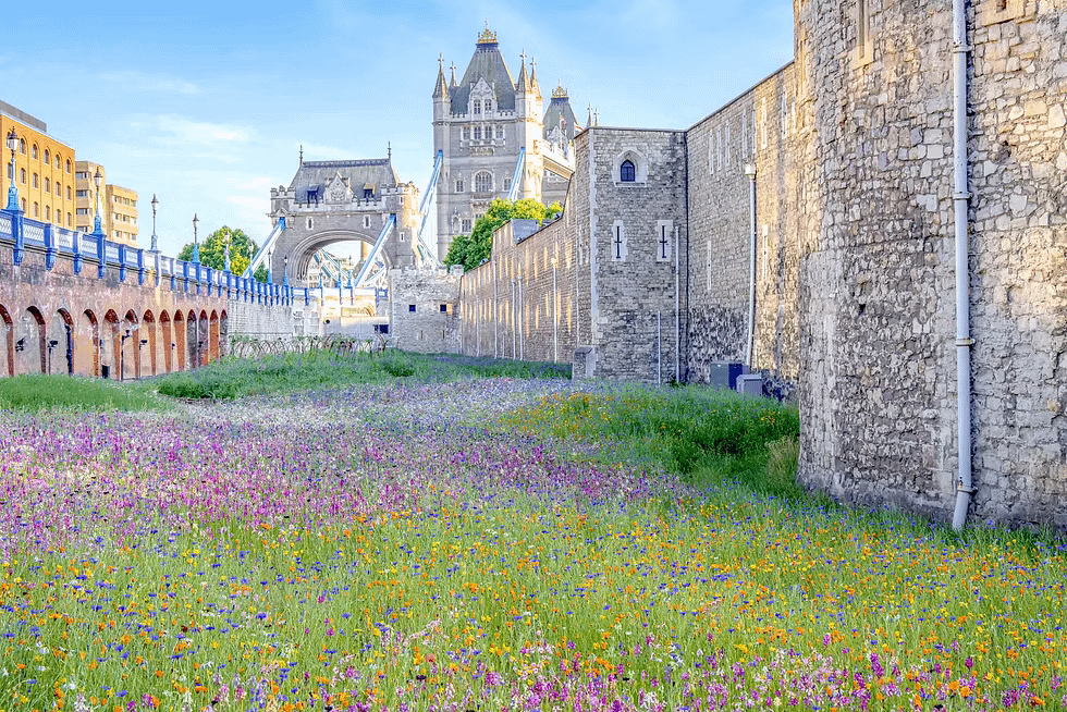 Tower of London Superbloom